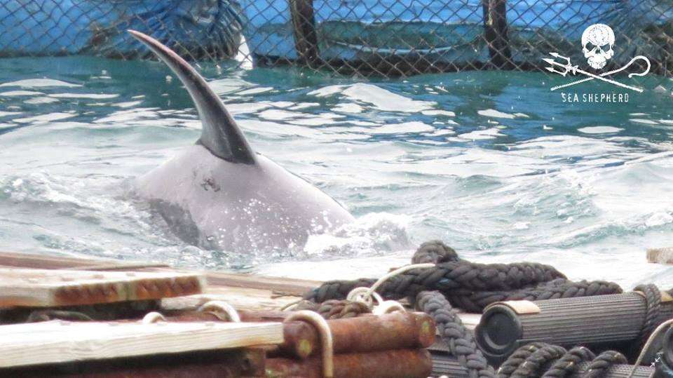 Captive dolphin inside sea pen