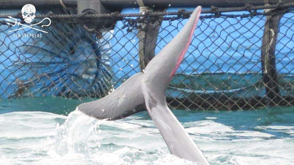 Captive dolphin with injured fluke