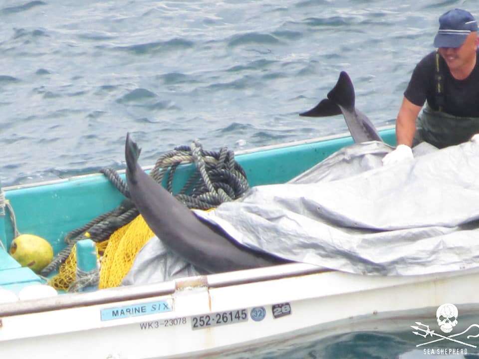 Juvenile dolphins inside boat