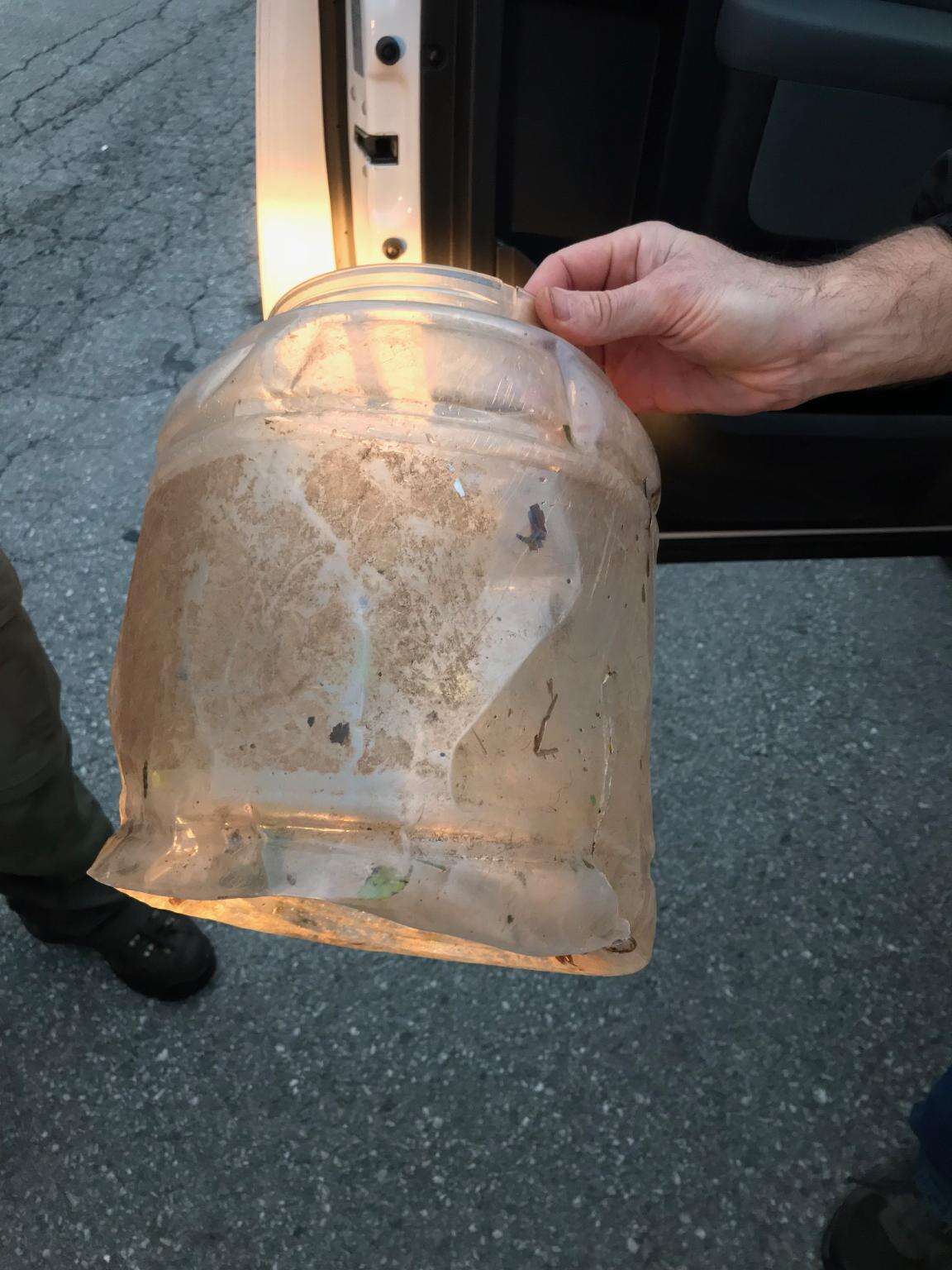 Plastic jar removed from bear cub's head in Maryland