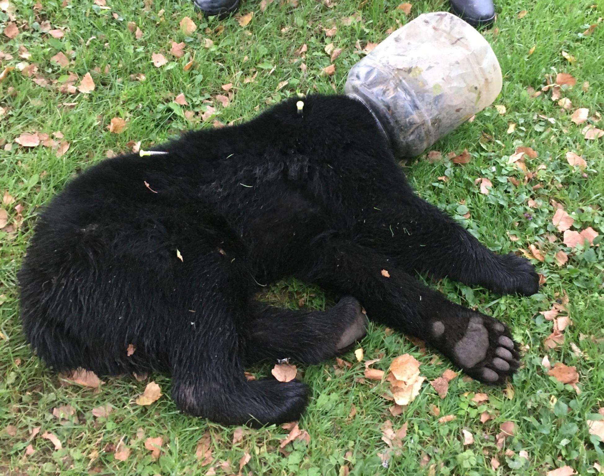 Bear cub with plastic jar on head