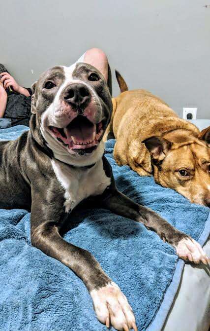Smiling dog on bed with other dog