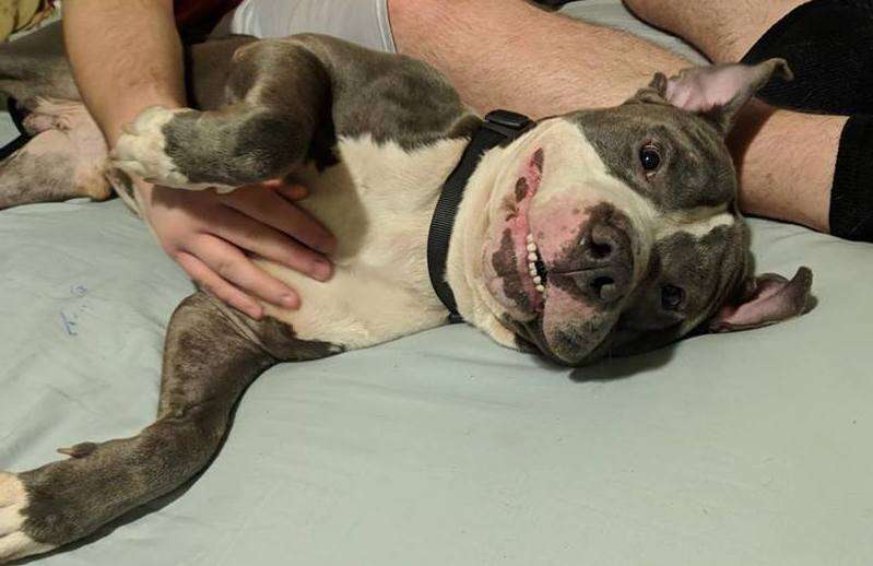 Rescued dog lying on bed
