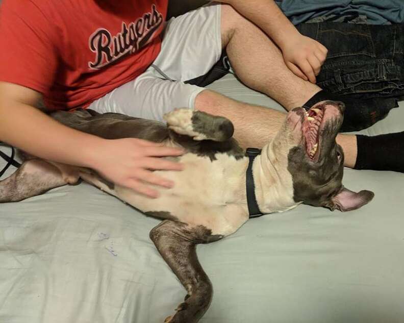 Rescued dog sitting on bed with boy