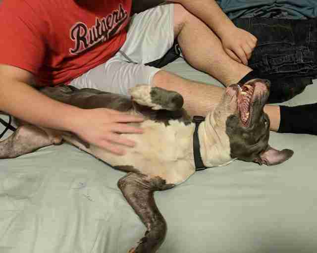 Rescued dog sitting on bed with boy