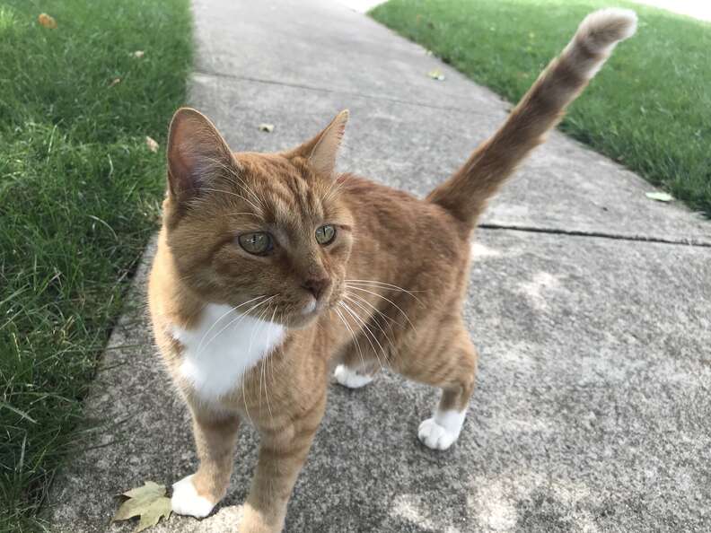 neighborhood cat