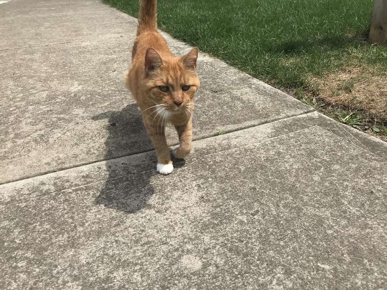 neighborhood cat