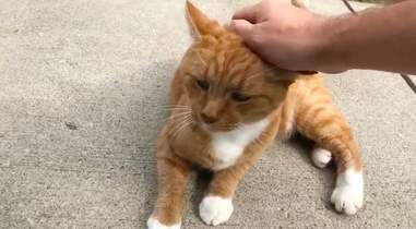 neighborhood cat