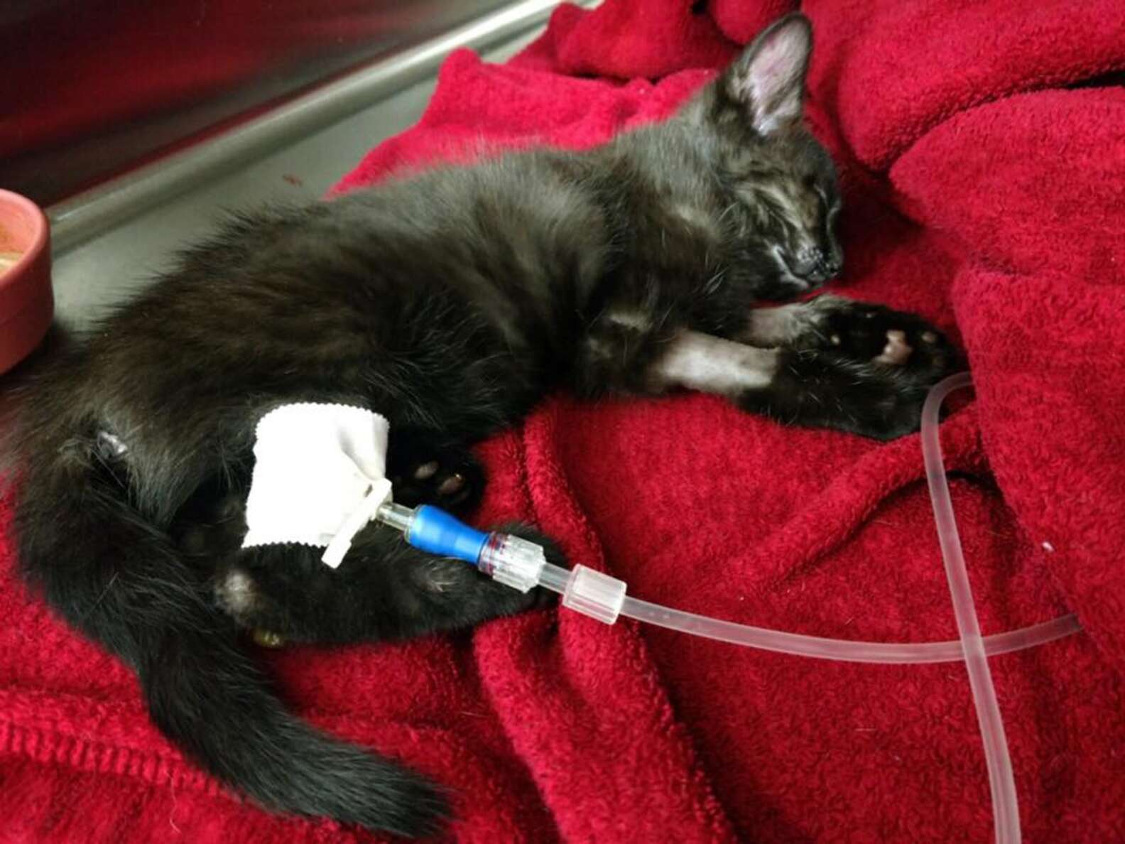 Кот страдает. Кошка болеет. Чёрный кот в ветеринарии. Котята в ветеринарной клинике.