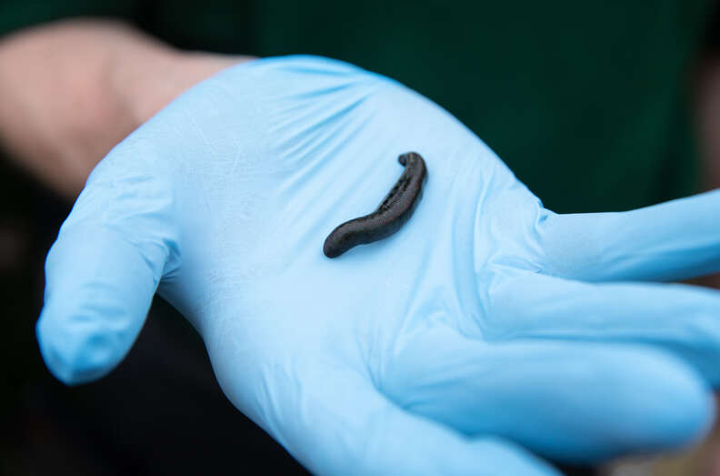 Pet leeches abandoned at vet office