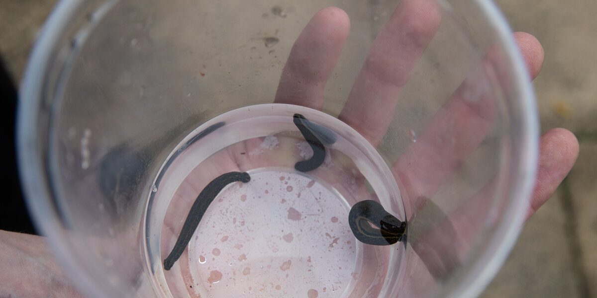 Abandoned Pet Leeches Find Home At London Zoo - The Dodo