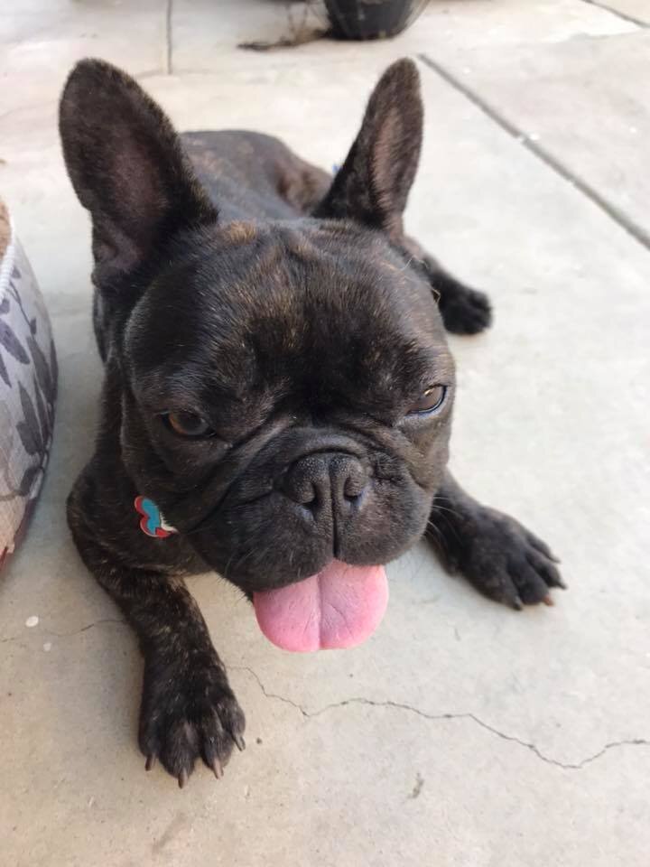 second chance french bulldog