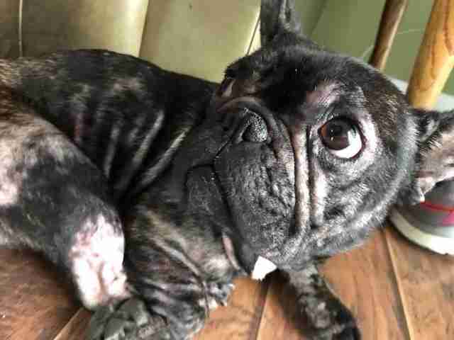 French Bulldog Dumped By Breeder When She Couldn't Have ...