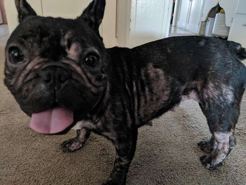 Mange on sale french bulldog