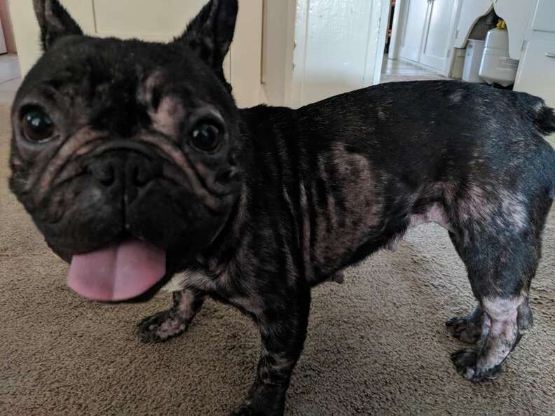 Phoenix the French bulldog with no fur