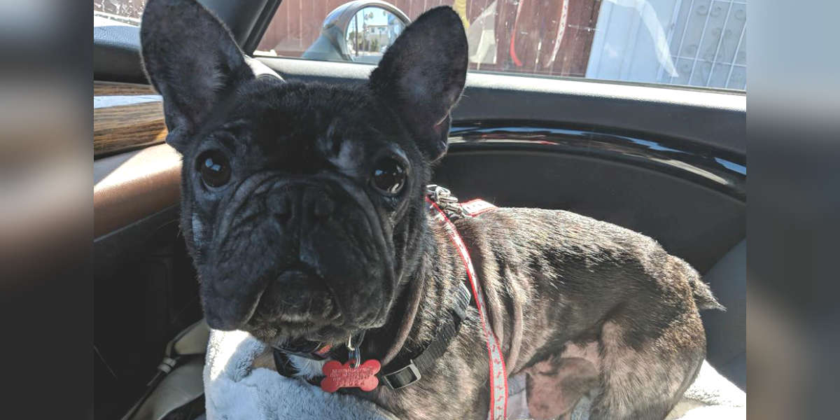 French Bulldog Dumped By Breeder When She Couldn T Have Puppies The Dodo