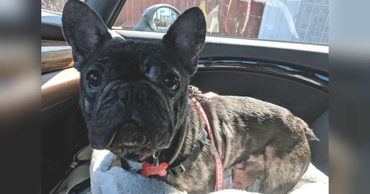 french bulldog puppy mill rescue