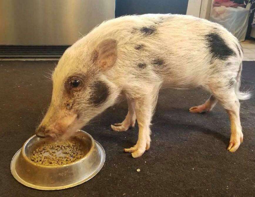 sick pig