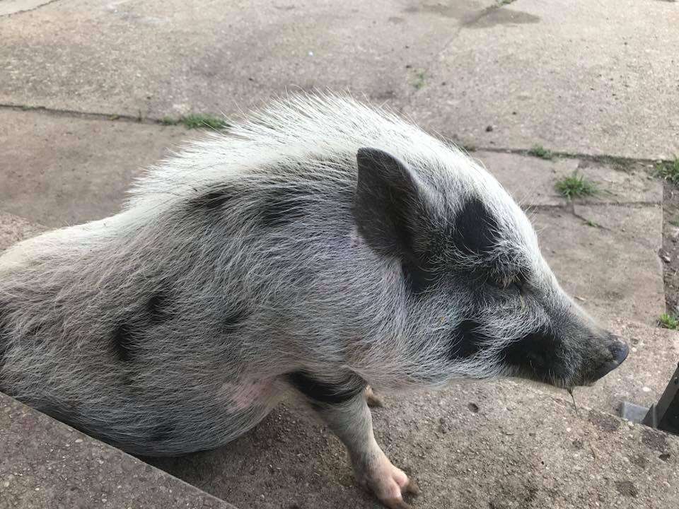 sick pig