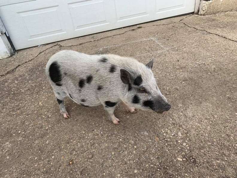 sick pig