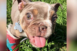 Puppy Abandoned In Creek Bed Becomes The World's Goofiest Bulldog  