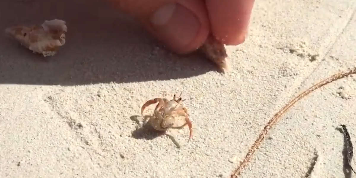 People Help Hermit Crab Choose A New Home - Videos - The Dodo