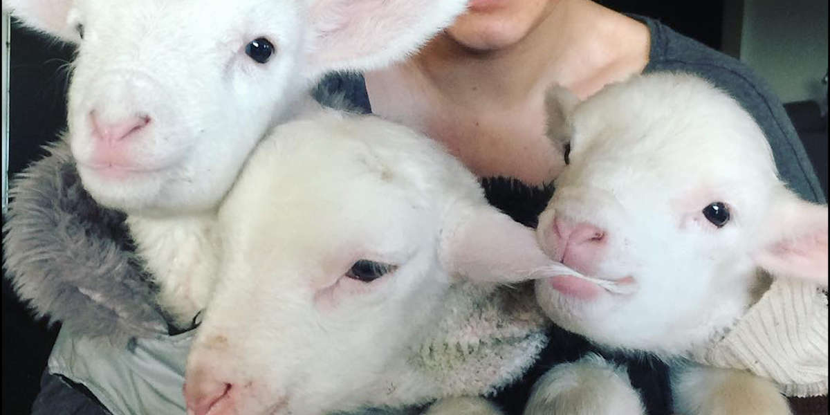 Rescue Lambs Love To Hop Around Their Parents House Videos The Dodo