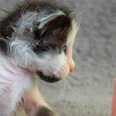 Watch This Micro-Mini Kitten Grow Up