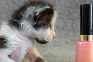 Watch This Micro-Mini Kitten Grow Up