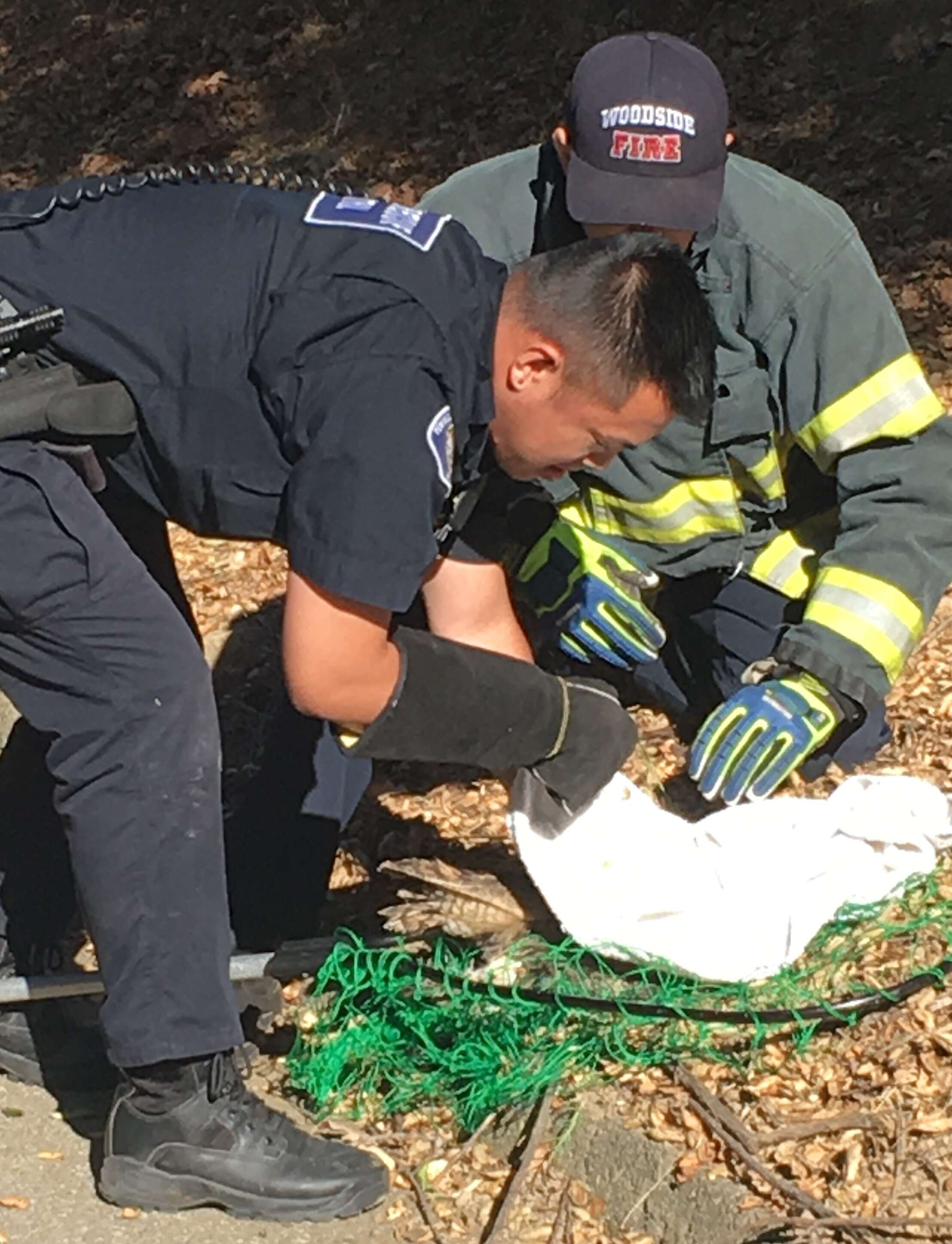 Rescuers helping great-horned owl who was caught in a kite string