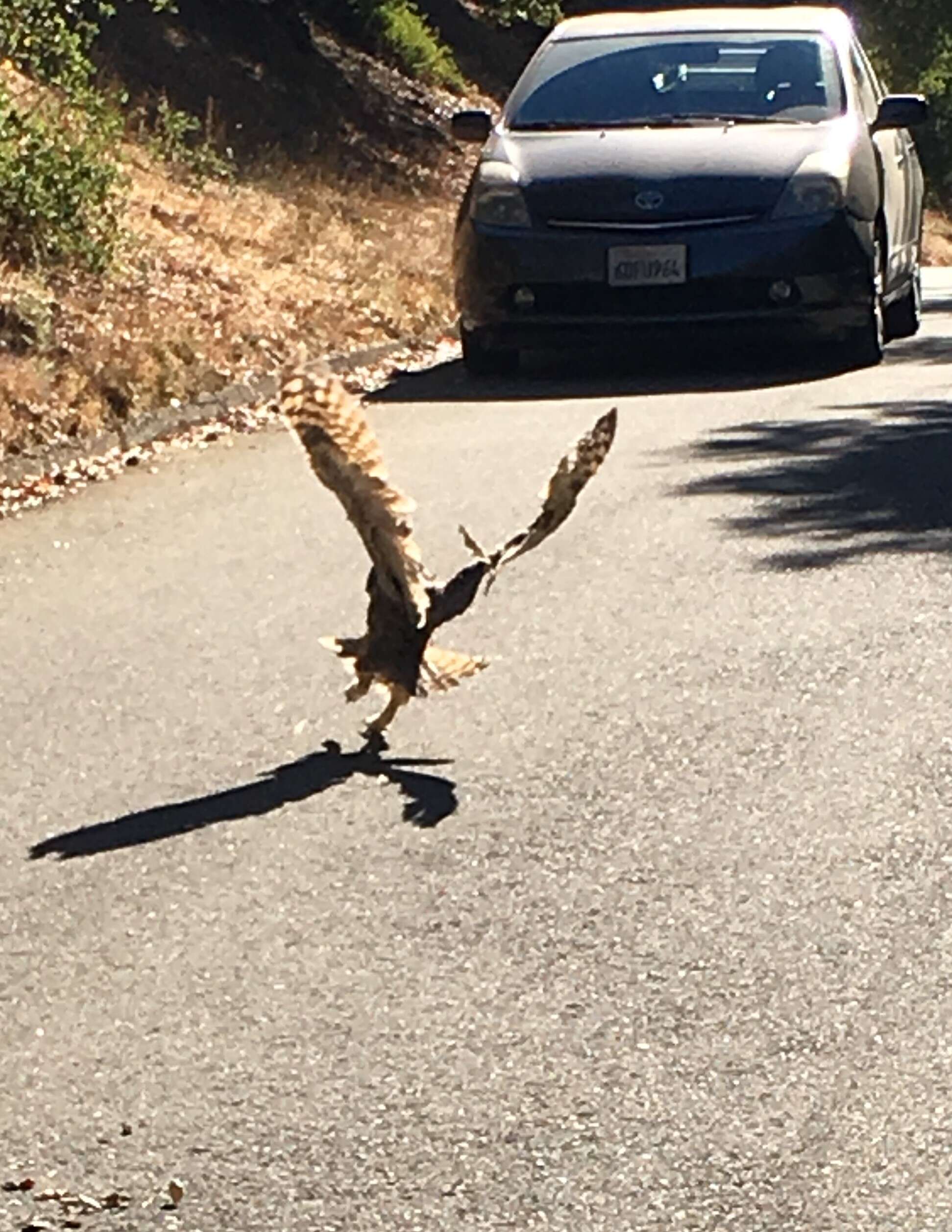 Great-horned owl flying away after rescue from kite string