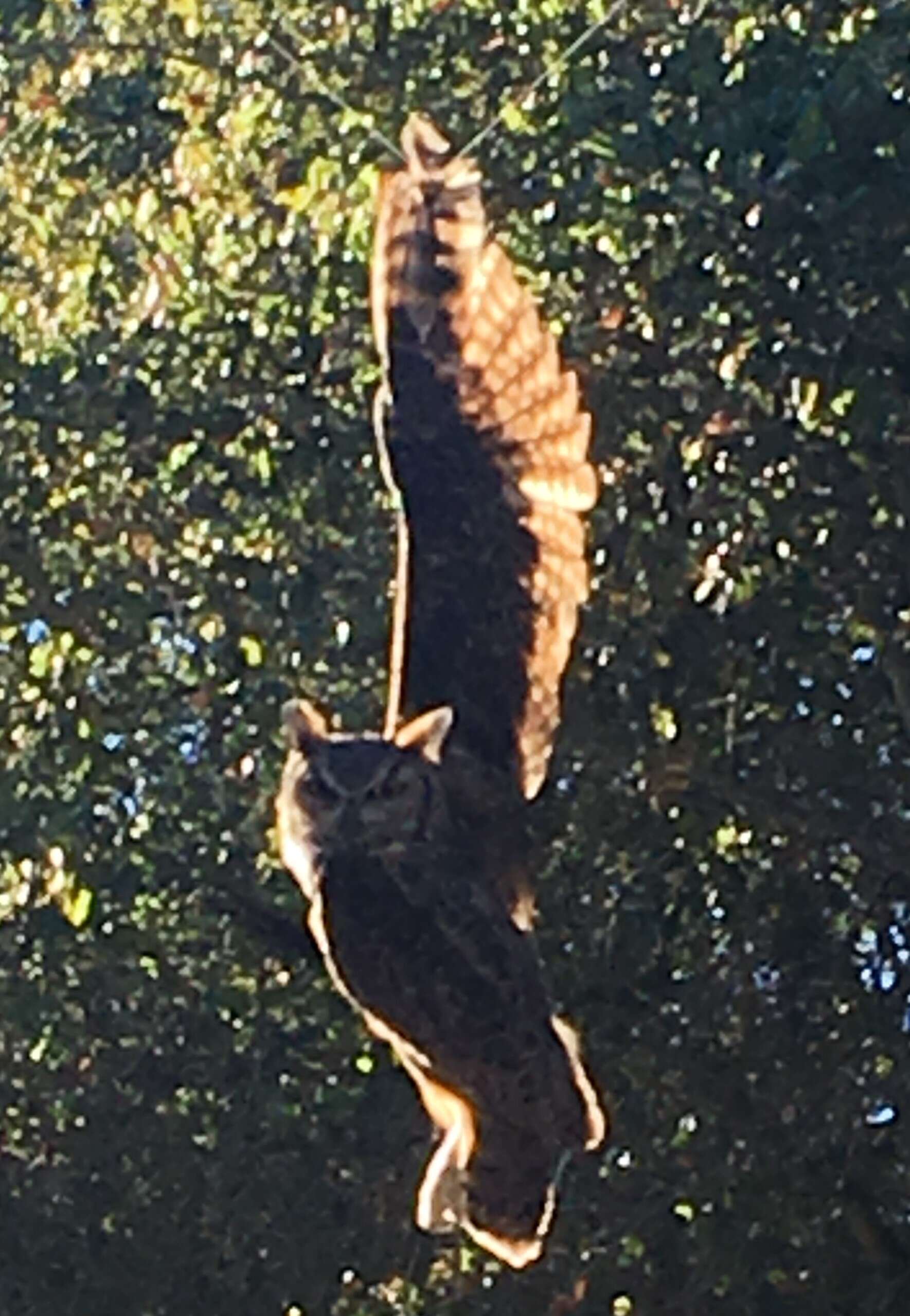 Wild great-horned owl caught in kite string in California