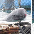 Captive dolphin with injured snout and tail