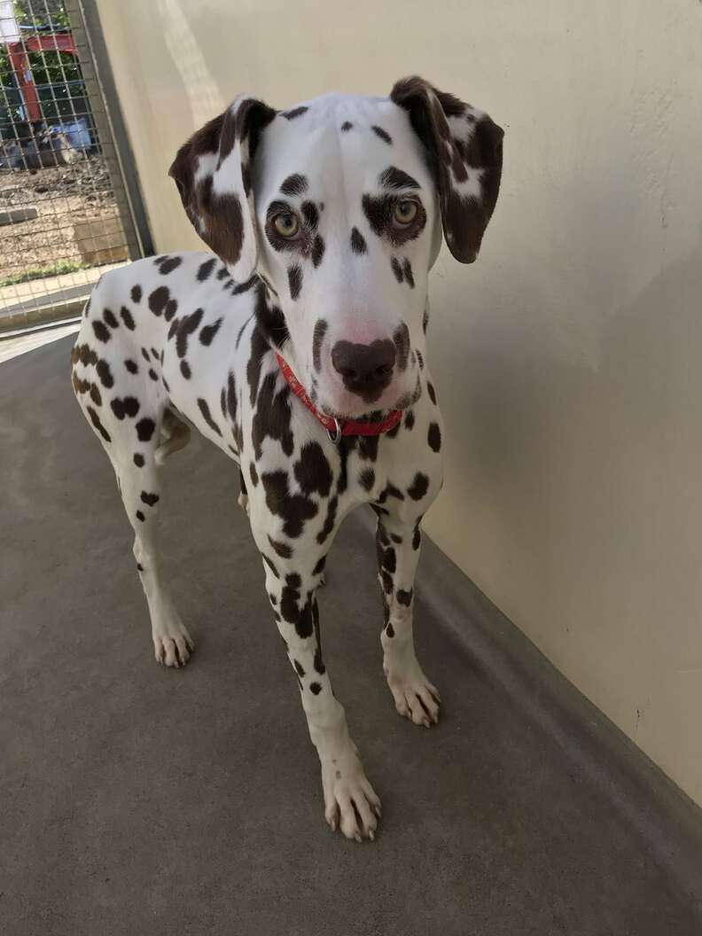 sick dalmatian puppy