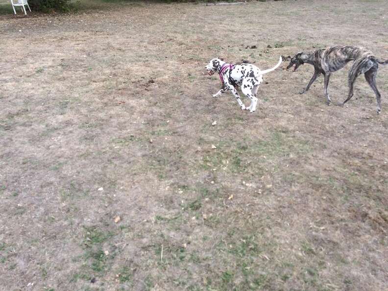 sick dalmatian puppy