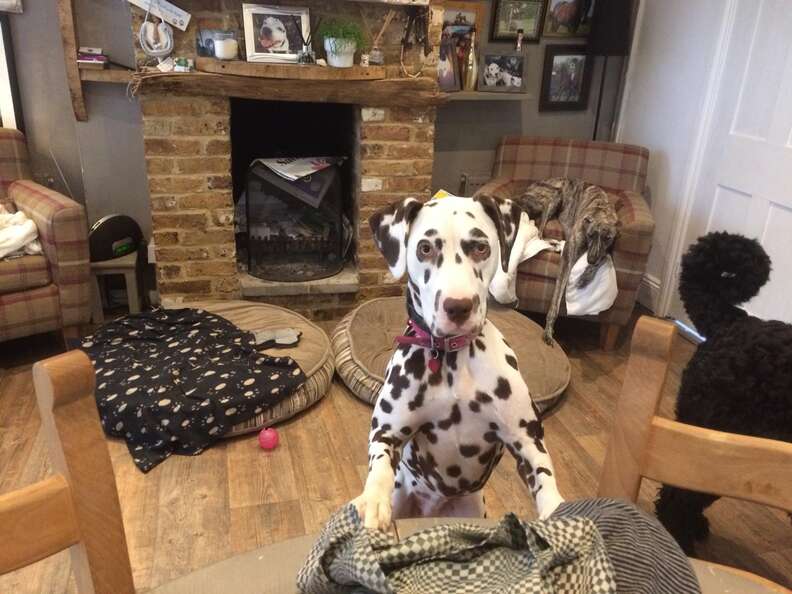 sick dalmatian puppy