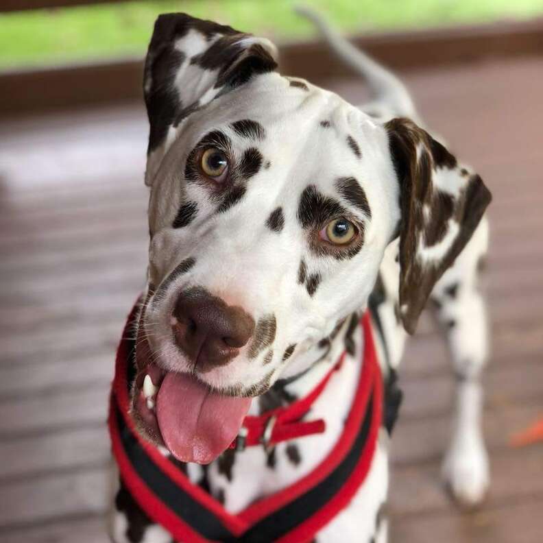 sick dalmatian puppy