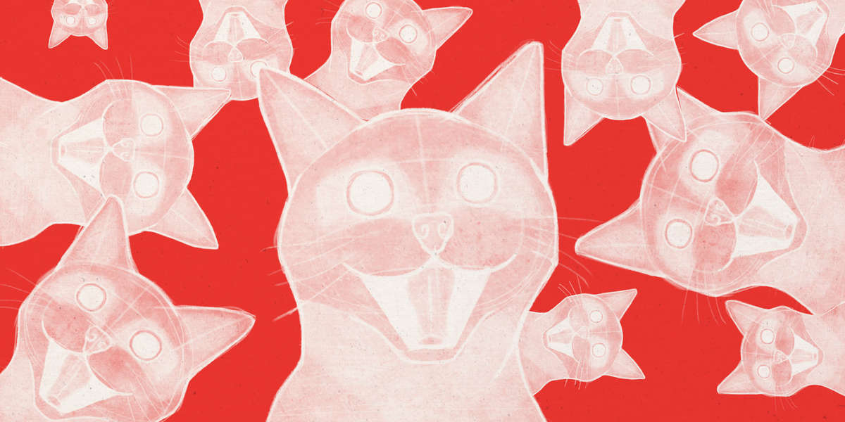 Why Do Cats Go Insane After Pooping? Videos The Dodo