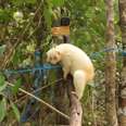 Albino slow lori hanging on branch in tree