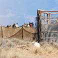 Wild horses being rounded up and put into temporary pens