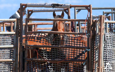 Wild horses inside holding pen in California