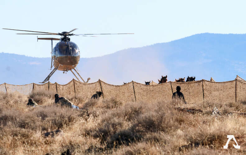 Helicopter rounding up wild horses