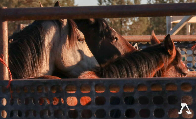 Wild horses inside pens