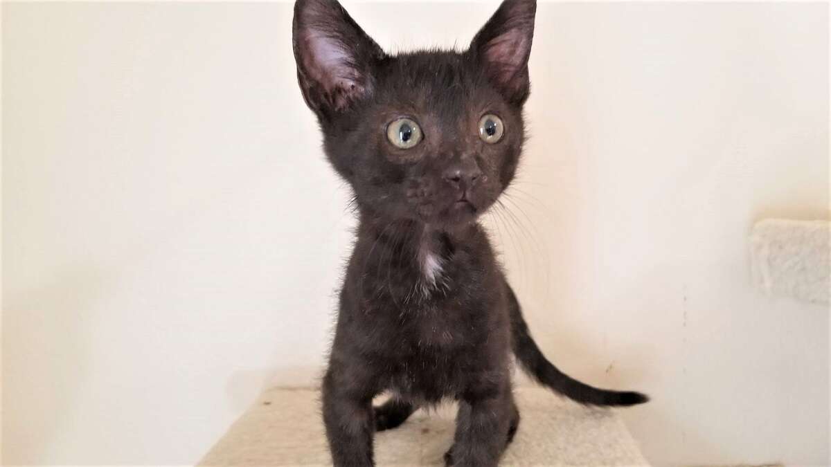 Black kitten standing on cat tree