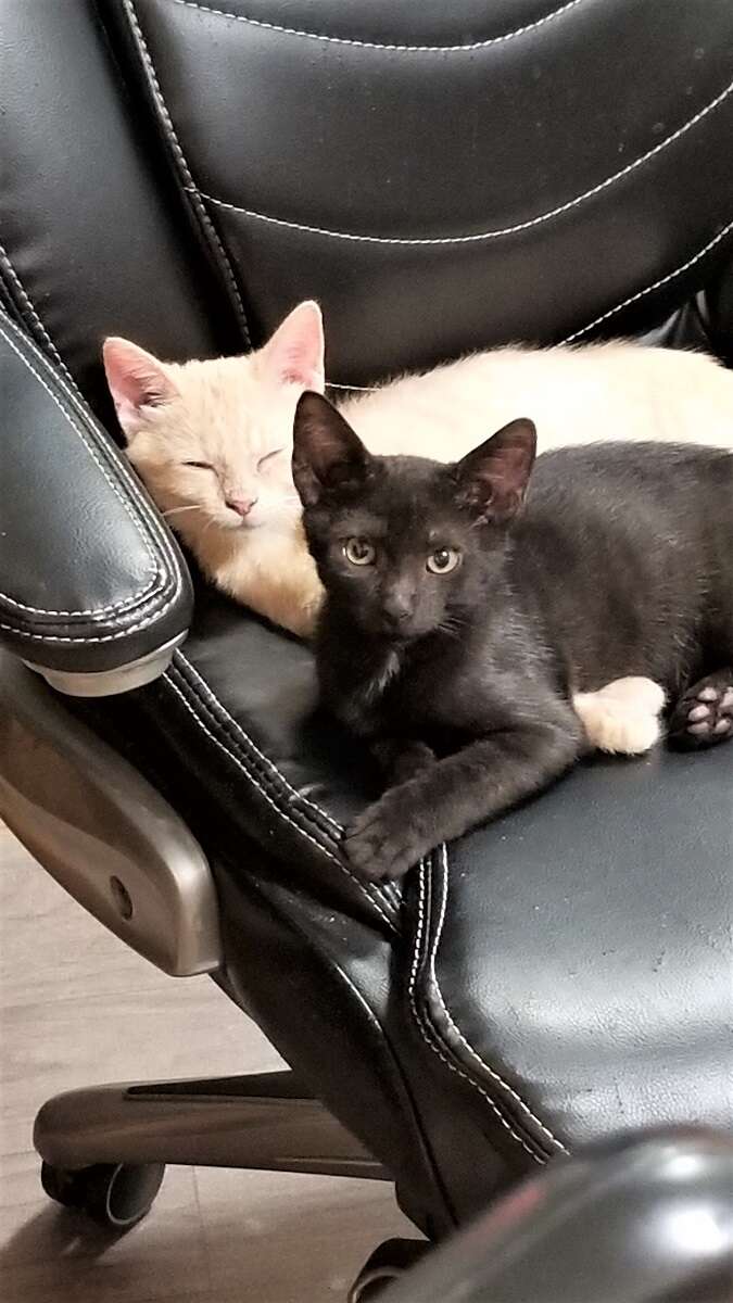 Cats snuggling together on chair