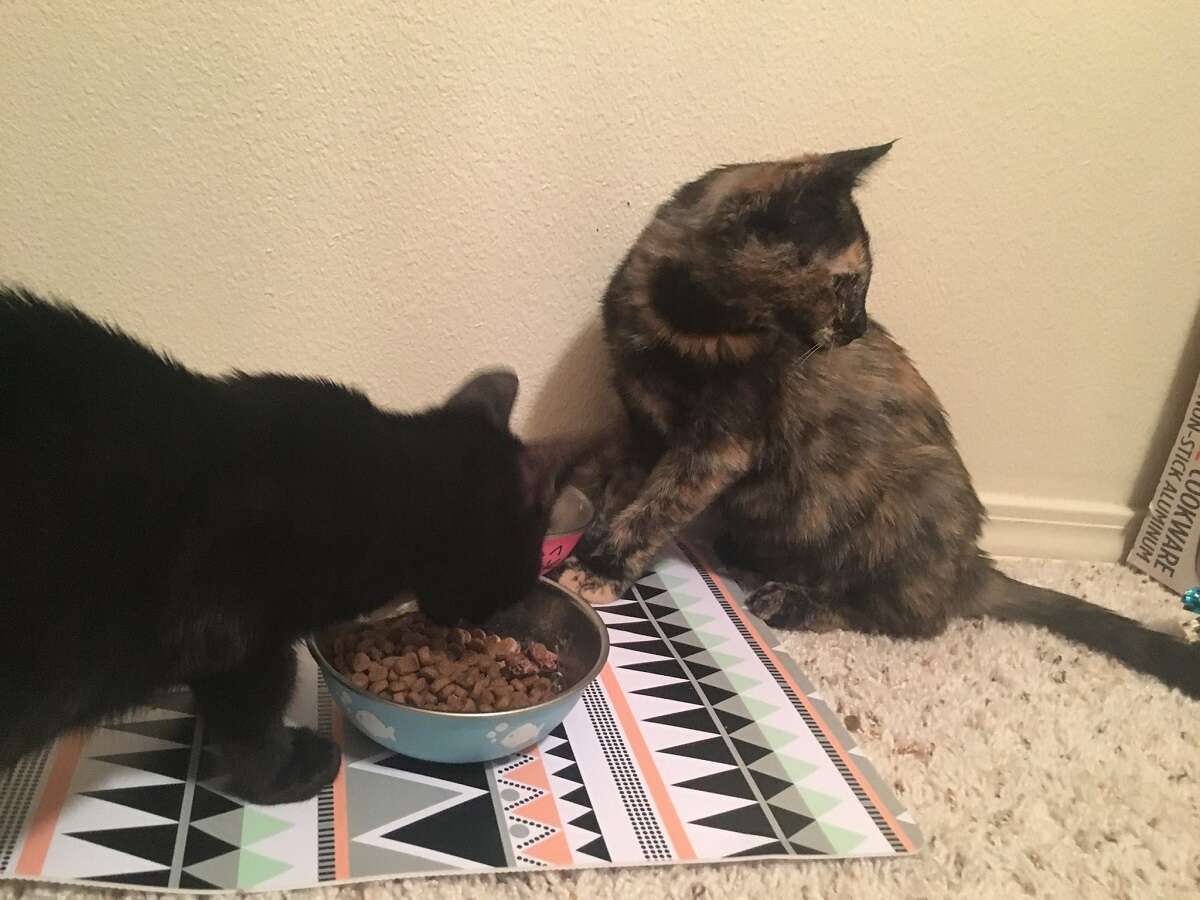Cats sharing food bowl