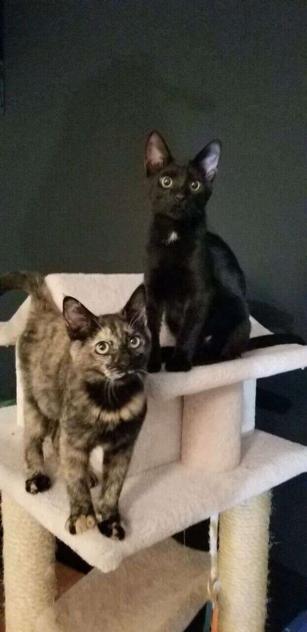 Kittens sitting on the same cat tree