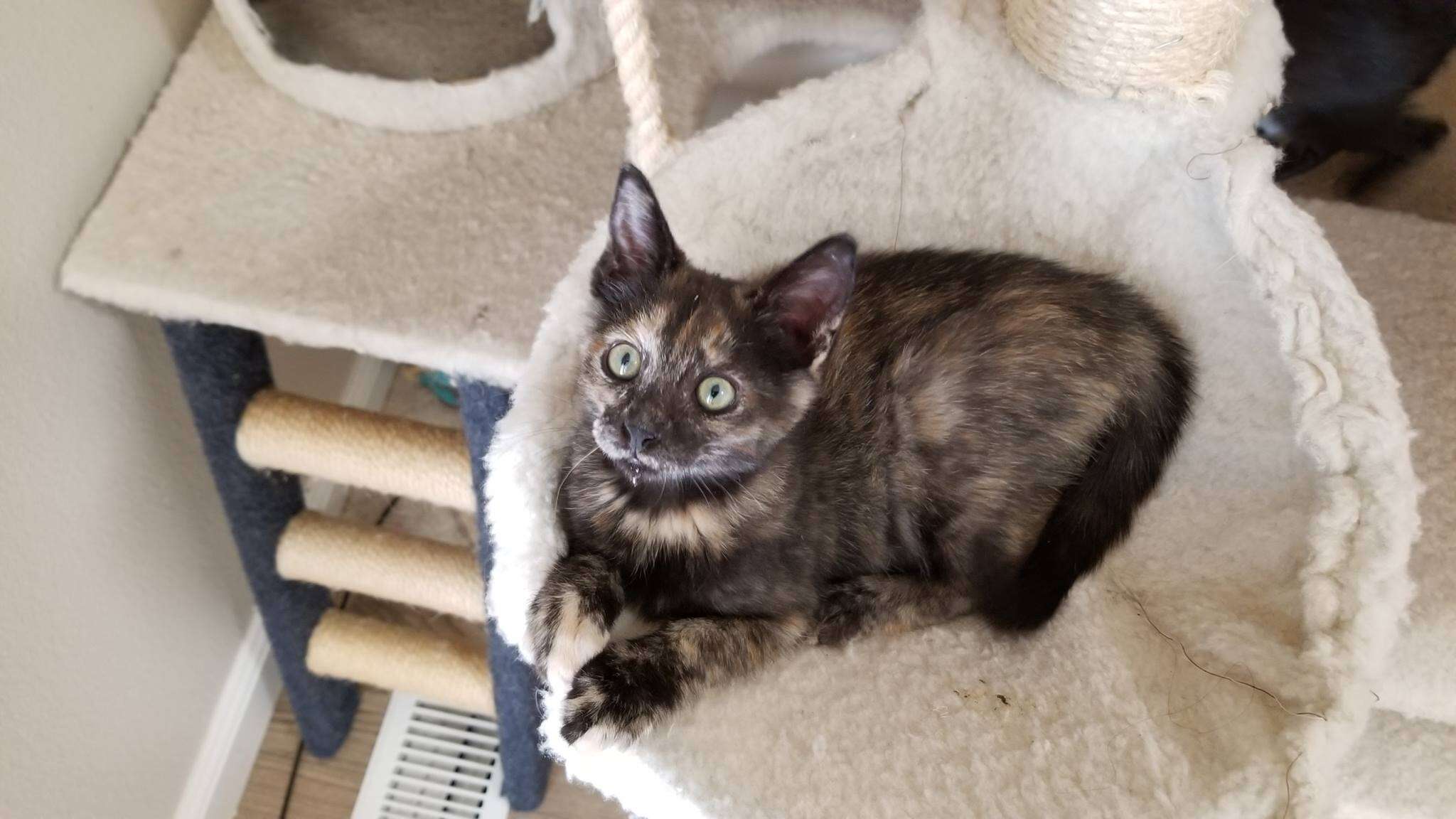 Kitten sitting in cat tree