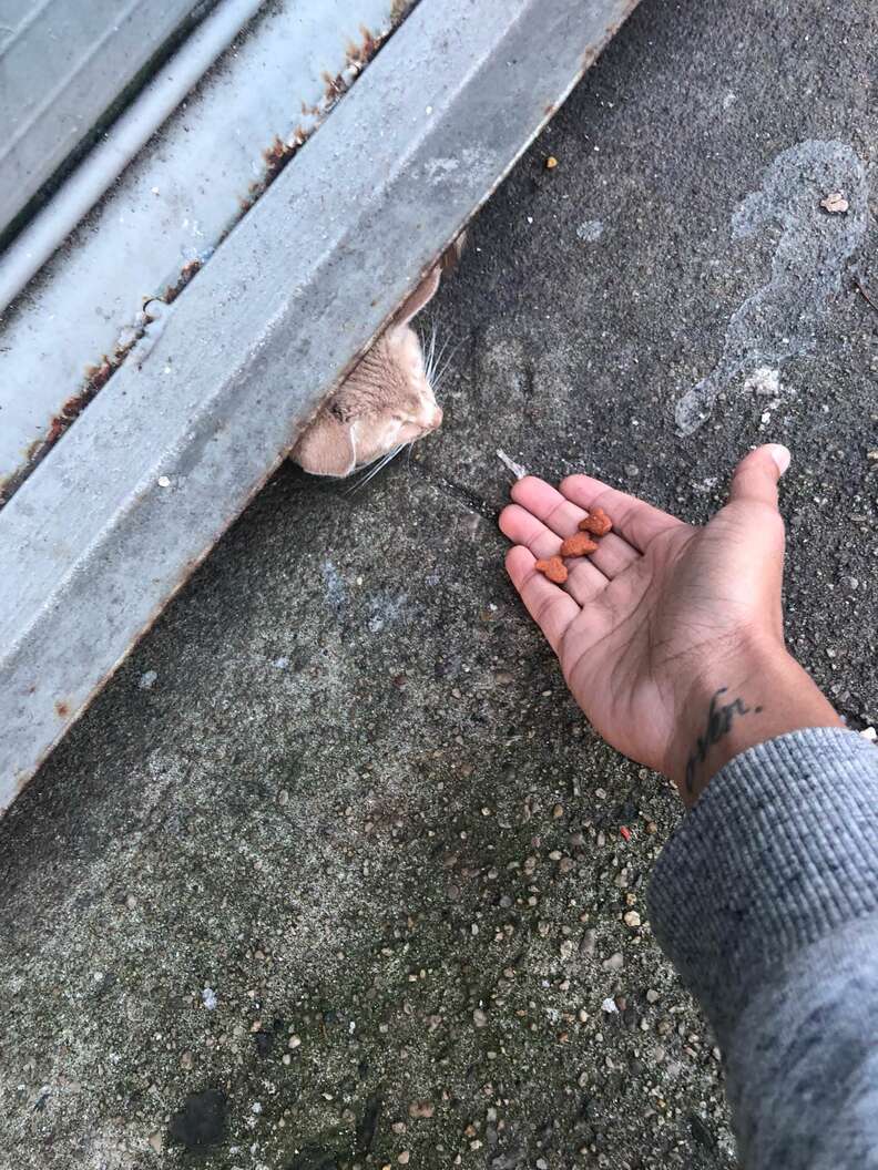 cat hiding in crawl space