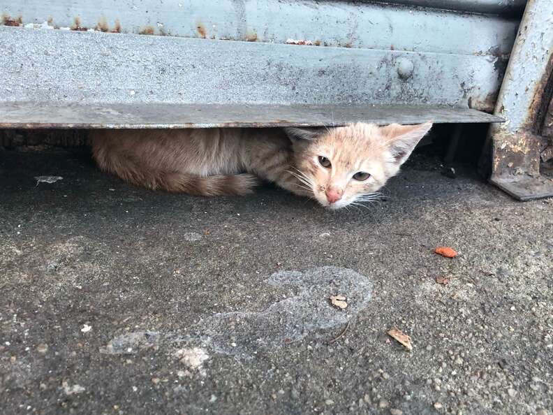 cat hiding in crawl space